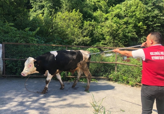 Belediye Kurban Pazarını Denetledi, Kurban Yakalama Timi Kurdu