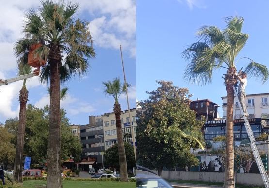 Kdz. Ereğli’nin Tropikal Dokusu Bakıma Alındı