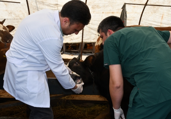 Belediye Kurban Pazarını Denetledi, Kurban Yakalama Timi Kurdu