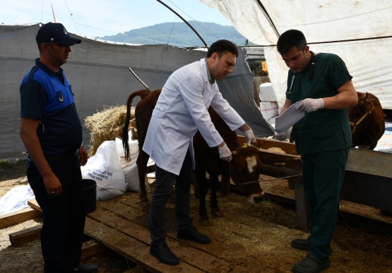 Belediye Kurban Pazarını Denetledi, Kurban Yakalama Timi Kurdu