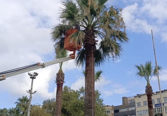 Kdz. Ereğli’nin Tropikal Dokusu Bakıma Alındı