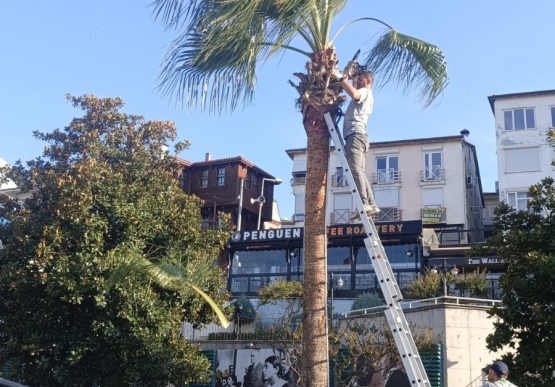 Kdz. Ereğli’nin Tropikal Dokusu Bakıma Alındı